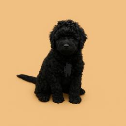 Affenpinscher, Barbet, and Tibetan Terrier Puppies from Gemms Kennels Tibetan Terriers