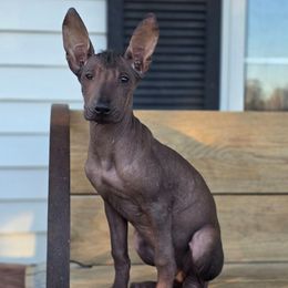 Tizoc - Black male Xoloitzcuintli puppy in Ethridge, Tennessee from Royalty Reigns Xolos