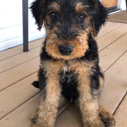 Boy 4 - male Airedale Terrier puppy in Anderson, California from Airedales of Myriad Ranch