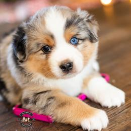 Brim - Blue merle male Miniature American Shepherd puppy in Tonopah, Arizona from King's Miniature American Shepherds