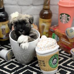 Miniature Schnauzer Puppies from Schnauzers on Robinson Lane