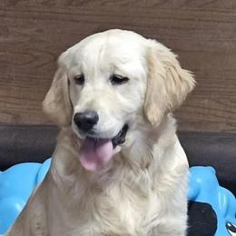 Golden Retriever puppies from Family Raised Goldens