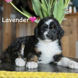 Lavender - Black tri-color female Aussiedoodle puppy in Lancaster, Minnesota from Finney Ranch