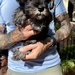 Miniature Schnauzers from Mark Milbrand