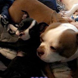 Boston Terrier Puppies from Bonze Boston Terriers