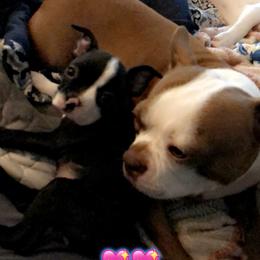 Boston Terrier Puppies from Bonze Boston Terriers