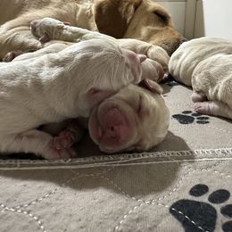 Labrador Retriever Puppies from Red Barn Family Labs