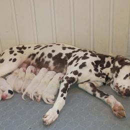 Green Boy - White and black male Dalmatian puppy in Spring Branch, Texas from D'vine Dalmatians