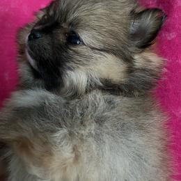 Bear - Tri-colored male Pomeranian puppy in Randleman, North Carolina from Luxurious Poms
