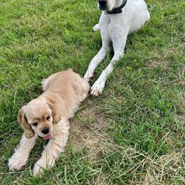 Cocker Spaniel Puppies from Top Notch Cocker Spaniels