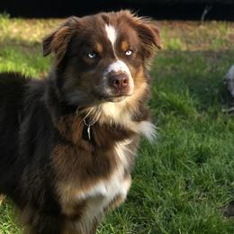 Australian Shepherds, Border Collies, Miniature American Shepherds, Miniature Australian Shepherds, and Toy Australian Shepherds from Aloe Aussies