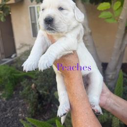 Peaches - Light golden female Golden Retriever puppy in Atwater, California from Michelle‘s English cream golden retrievers
