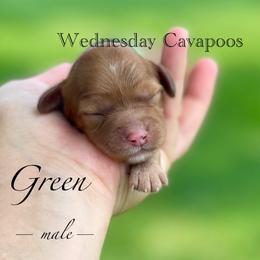 Green - Red male Cavapoo puppy in Coal City, Indiana from Wednesday & Co
