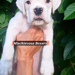 Chase - White male Boxer puppy in Statesboro, Georgia, Georgia from Mischievous Boxers