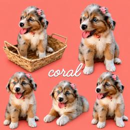 Coral - Blue merle female Miniature Australian Shepherd puppy in 32046, Florida from River Hill Ranch