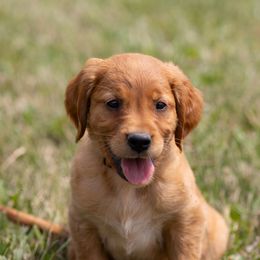 Golden Retriever Puppies from Stormy Hill Golden Retrievers