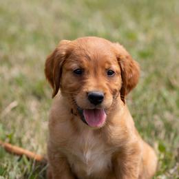 Golden Retriever Puppies from Stormy Hill Golden Retrievers
