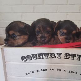 Companion Cross, Miniature Schnauzer, and Yorkshire Terrier Puppies from Puppy Sugars Kennels