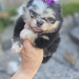 Mercedes - Blue merle female Pomeranian puppy in Anna, Texas from Fantasy Pomeranians & Fantasy Aussies