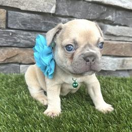 Honey - Tricolors female French Bulldog puppy in Jacksonville, Florida from Jacksonville Frenchies