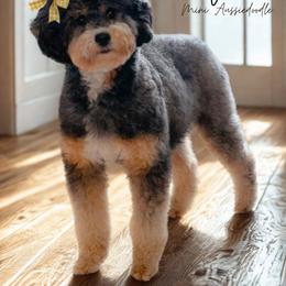 Ami - Aussiedoodle