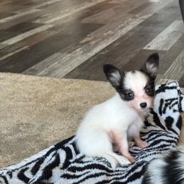 Sadie's Girl 1 - White black and tan female Papillon puppy in Shirley, Arkansas from Lucky Pups