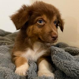 Kit Kat - Red tri-color male Australian Shepherd puppy in East Hartford, Connecticut from CT Aussies