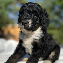 Benedick - Tri-color male Bernedoodle puppy in Osage City, Kansas from Golden Ridge Goldens