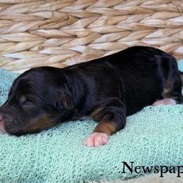 Newspaper - Black tri-color female Aussiedoodle puppy in Henry, Illinois from Rowe Farms Doodles