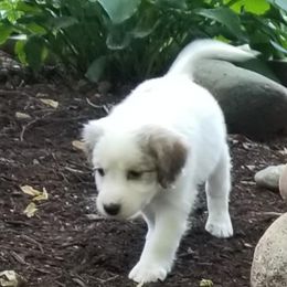 Companion Cross Puppies from Mandala Dogs