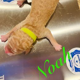 Noah - Apricot male Poodle puppy in Mobile, Alabama from Semmy’s Standard Poodle LLC