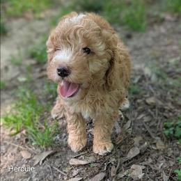 Hercule - Golden male Cockapoo puppy in Sunset, Louisiana from Cano Cockapoos