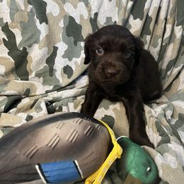 Tip - Chocolate Boykin Spaniel puppy in Van Buren, Arkansas from Arklahoma Boykins