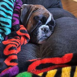 Boxer Puppies from Pawsitively Amazing Boxers LLC
