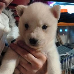Green - White male Siberian Husky puppy in Porter Corners, New York from Twisted Gemstone Exotics