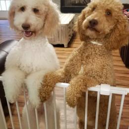 Bernedoodles, Goldendoodles, and Poodles from Wagging Tailz Pups