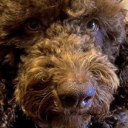 Molly - Australian Cobberdog