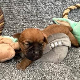 Jawa (zippy) - Red male Brussels Griffon puppy in Seneca, Missouri from Stephanie’s Puppy Colony