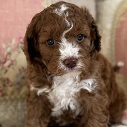 Hanalei - Red female Cavapoo puppy in Beckley, West Virginia from By Design Doodles
