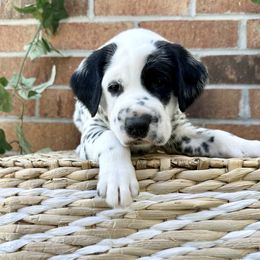 LUA AKC Football Boy - White and black Dalmatian puppy in Hillsville, Virginia from Spot On Dalmatians