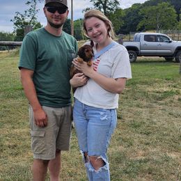 Dachshund Puppies from Long Mountain Long Dogs