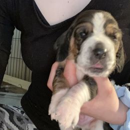 Blue boy 1 European - Basset Hound puppy in Waukegan, Illinois from Rolling and Howling Basset Hounds and Dachshunds