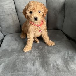 Poodle Puppies from Polina Walker's Poodles