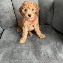 Poodle Puppies from Polina Walker's Poodles