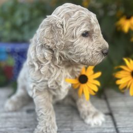 Goldendoodle Puppies from Jess’ Golden Doodles