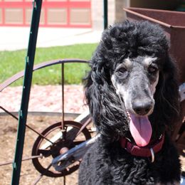 Poodles from Peyton Poodles