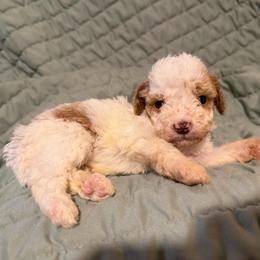 Blue Boy - White male Cavapoo puppy in Wesson, Mississippi from Southern Country Doodles
