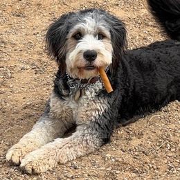 Kane - Bernedoodle