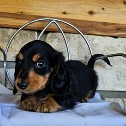 Elmo - Black and tan male Dachshund puppy in Cherry Tree, Oklahoma from Peavine Creek Dachshunds