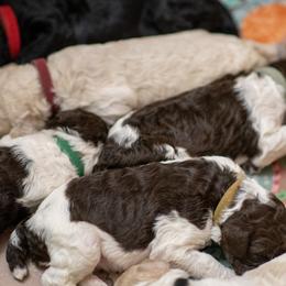 Poodle puppies from Deblyns Poodles